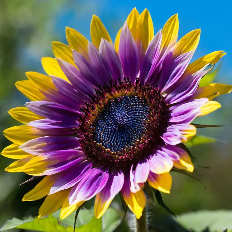 Rainbow Radiance Sunflower Seeds