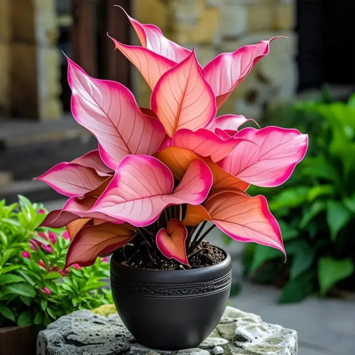 Midnight meteorite hosta Bulbs ๐