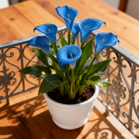 blue