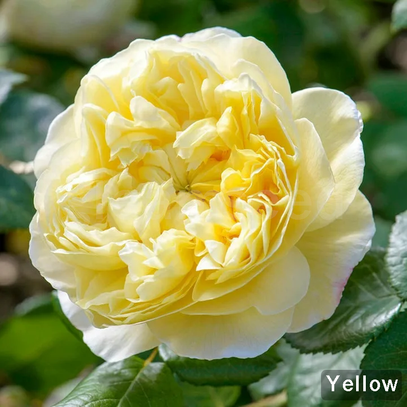 Camellia Flower Seeds – 8 Romantic Colors, Winter Blooming Beauty