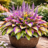 Golden Lavender Radiance