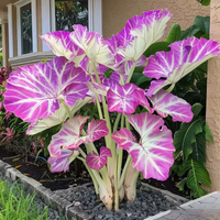 Purple White