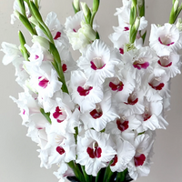 White-red