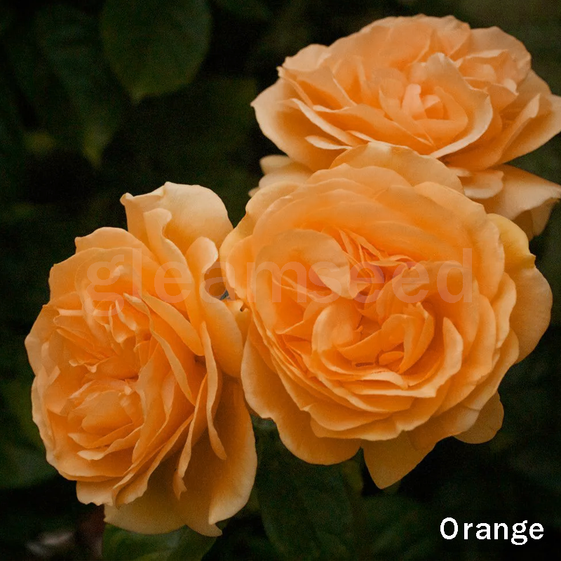 Camellia Flower Seeds – 8 Romantic Colors, Winter Blooming Beauty