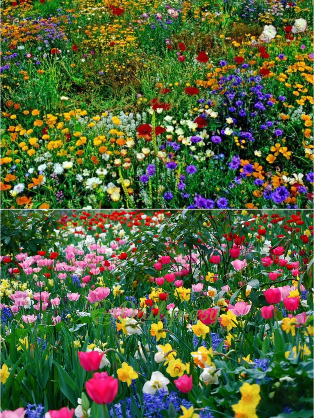 🔥 Latest varieties in 2026💐Mixed Perennial Flowers Seeds-Over 60 kinds mixed
