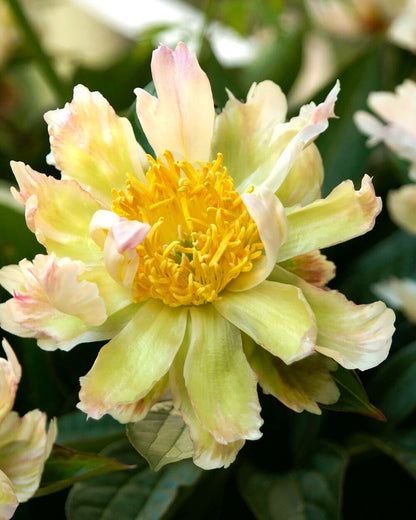 🌸 Peony Bulbs – Elegance in Every Bloom 🌸