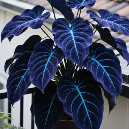 💰Special Offer [50% OFF] 🌿Rare Hosta Seeds