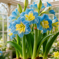 Blue Yellow