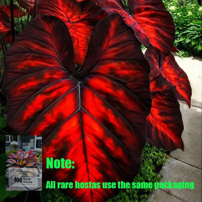 💰Special Offer [50% OFF] 🌿Rare Hosta Seeds