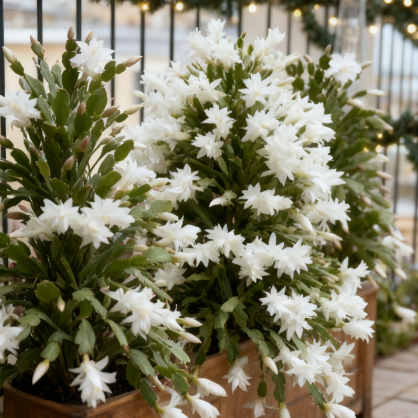🦀🌵Christmas Cactus bulbs  – A Warm Bloom in Winter