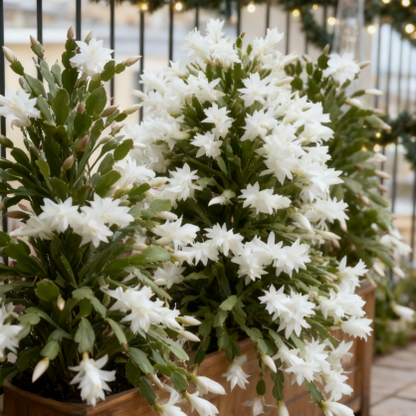 🦀🌵Christmas Cactus bulbs  – A Warm Bloom in Winter