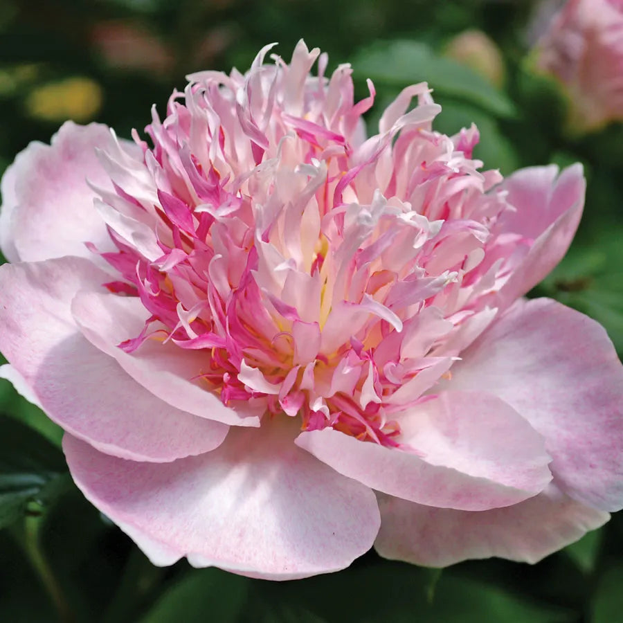 🌸 Peony Bulbs – Elegance in Every Bloom 🌸