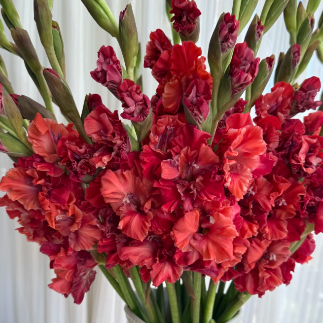 💐 Easy to Grow, Stunning to See — Gladiolus Bulbs