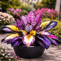 Aurora Prism Foliage