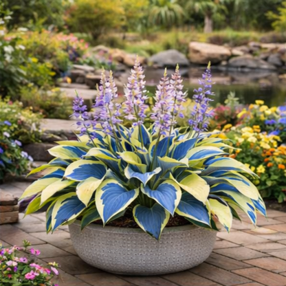 🌈 Hosta Bulbs 🌿 Multi-Color, Easy to Grow, Brighten Any Space 🪴