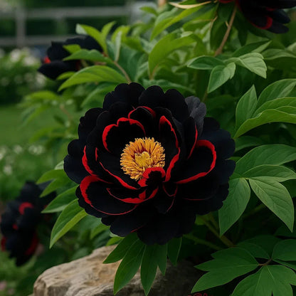 🌸 Peony Bulbs – Elegance in Every Bloom 🌸