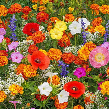 🔥 Latest varieties in 2026💐Mixed Perennial Flowers Seeds-Over 60 kinds mixed