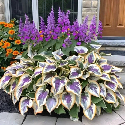 🎁2026 Special Offer🍃Rare Hosta Seeds🌿