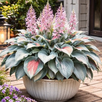 Silver Blush Elegance