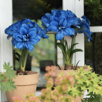 Blue-2