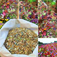 1000 seeds