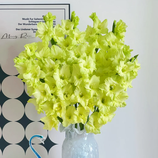 💐 Easy to Grow, Stunning to See — Gladiolus Bulbs