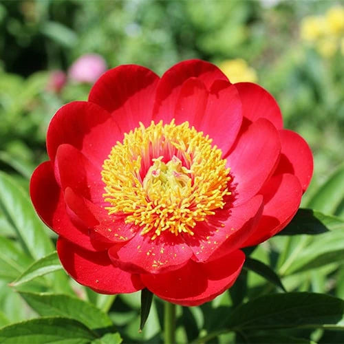 🌸 Peony Bulbs – Elegance in Every Bloom 🌸