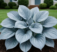Gray-Blue