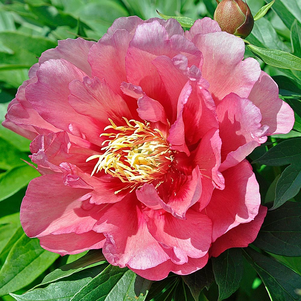 🌸 Peony Bulbs – Elegance in Every Bloom 🌸