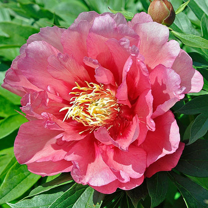 🌸 Peony Bulbs – Elegance in Every Bloom 🌸