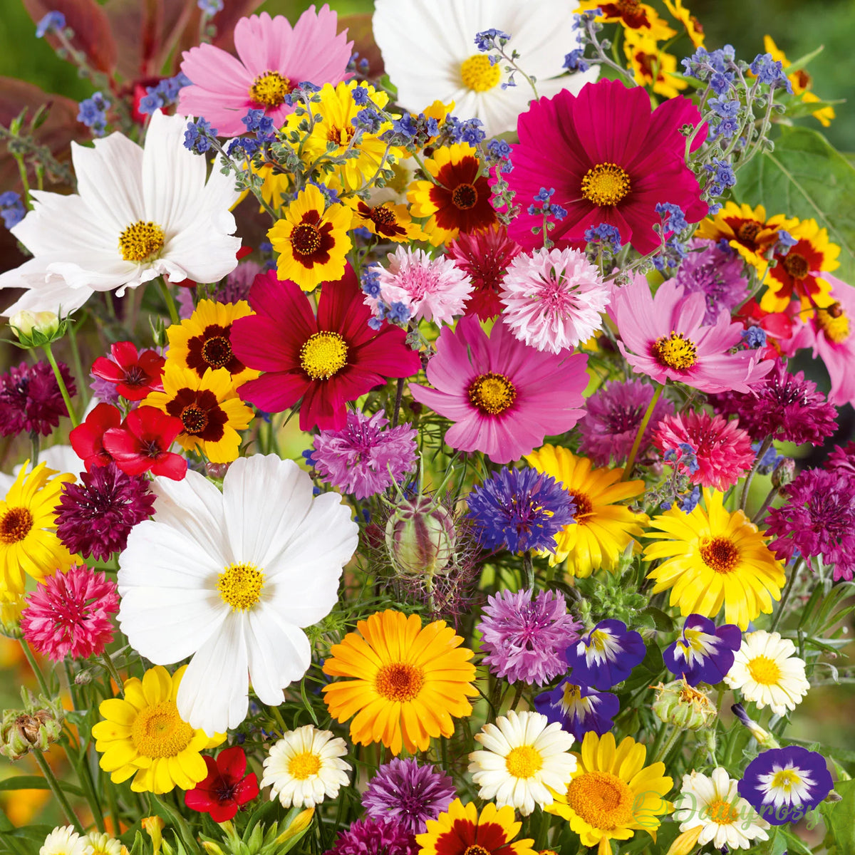 🔥 Latest varieties in 2026💐Mixed Perennial Flowers Seeds-Over 60 kinds mixed