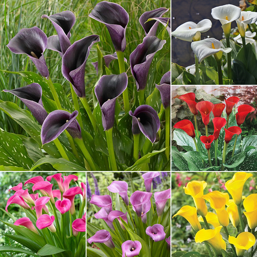 🌿 Easy-to-grow Calla Lily bulbs | Available in multiple colors and lasting bloom