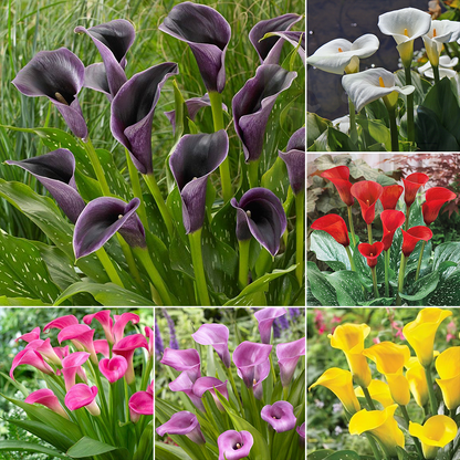 🌿 Easy-to-grow Calla Lily bulbs | Available in multiple colors and lasting bloom