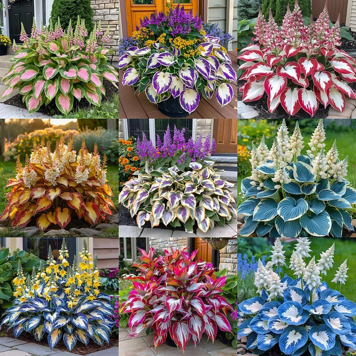 🎁2026 Special Offer🍃Rare Hosta Seeds🌿