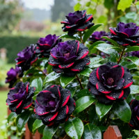 dark night purple