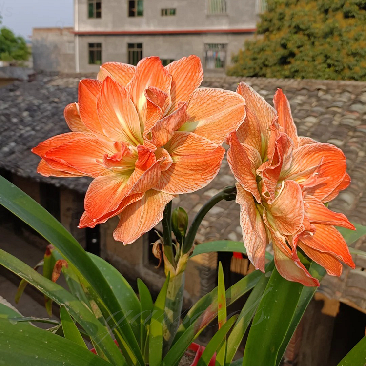 🌼Double-Petaled Perfume Amaryllis Bulbs