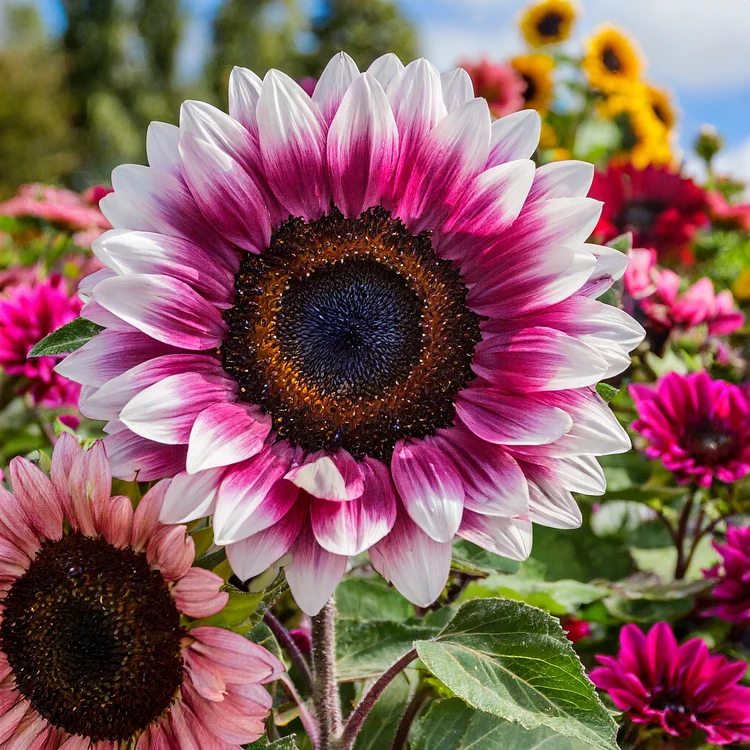 Rainbow Radiance Sunflower Seeds
