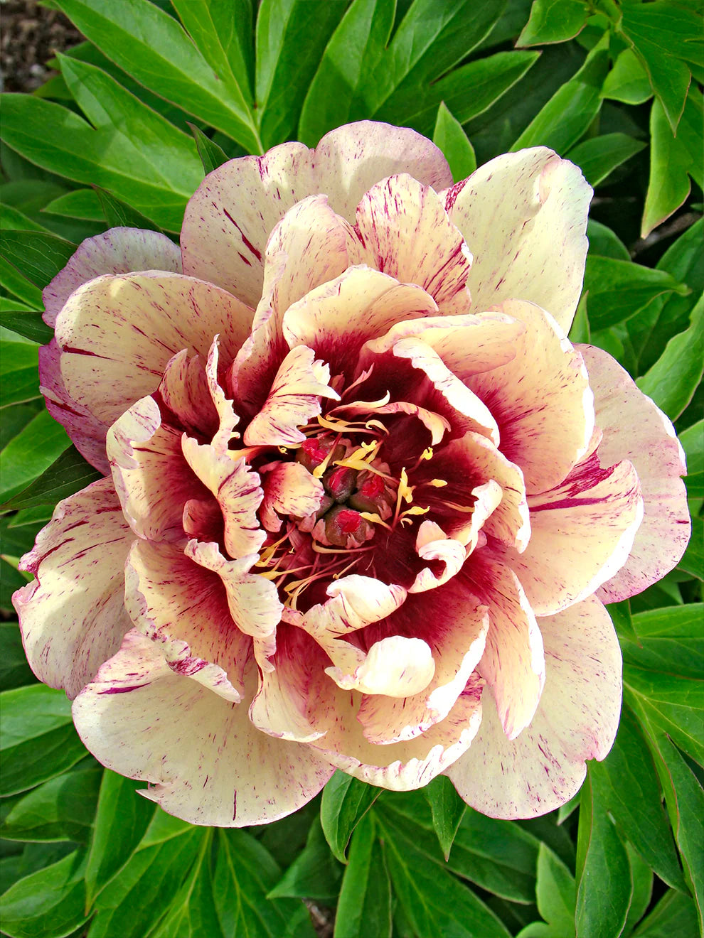 🌸 Double Climbing Peony Vine Hardy Perennial Garden Climber for Indoor & Outdoor Beauty