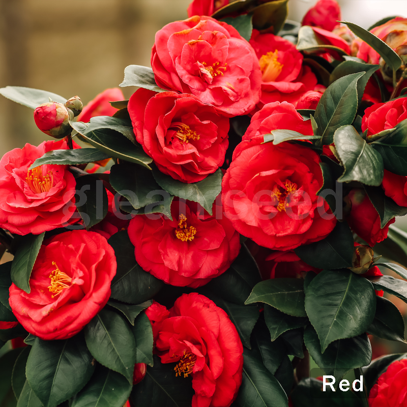 Camellia Flower Seeds – 8 Romantic Colors, Winter Blooming Beauty
