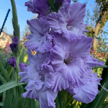 💐 Easy to Grow, Stunning to See — Gladiolus Bulbs