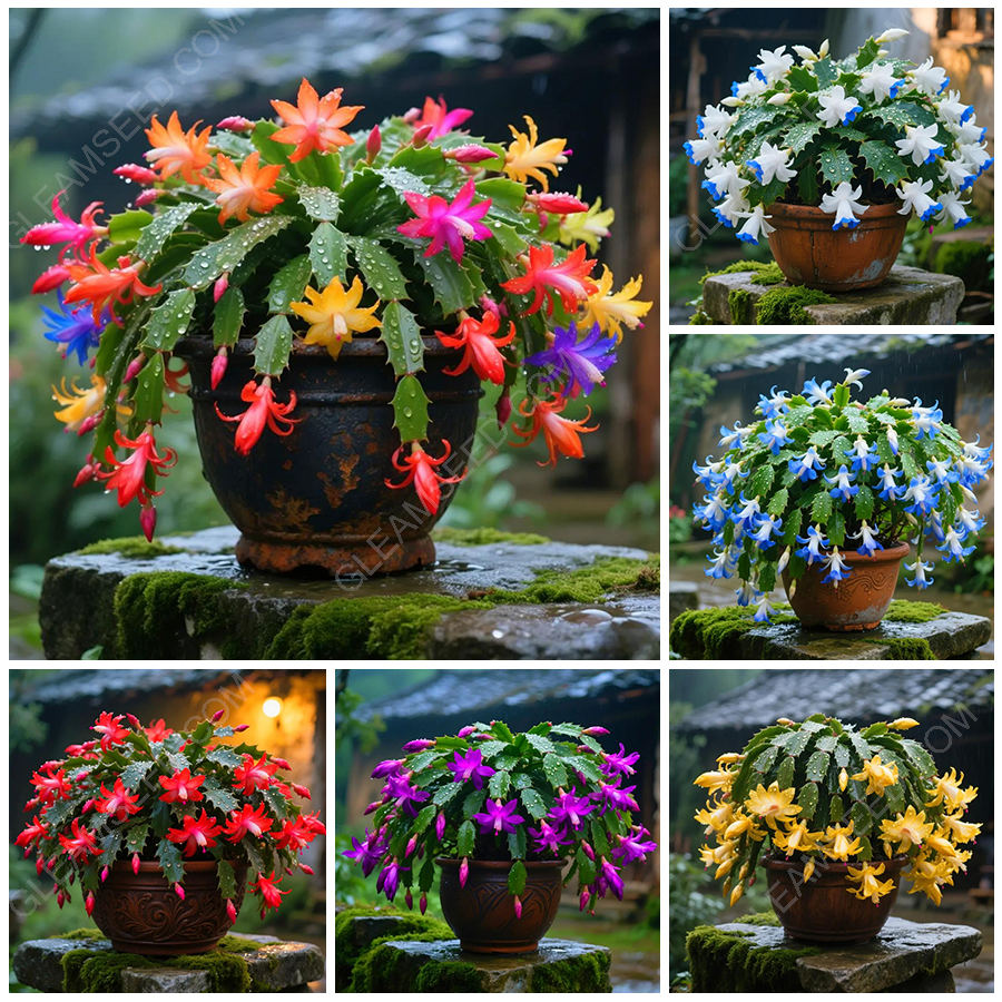 🦀🌵-meet-the-crab-cactus – A Warm Bloom in Winter