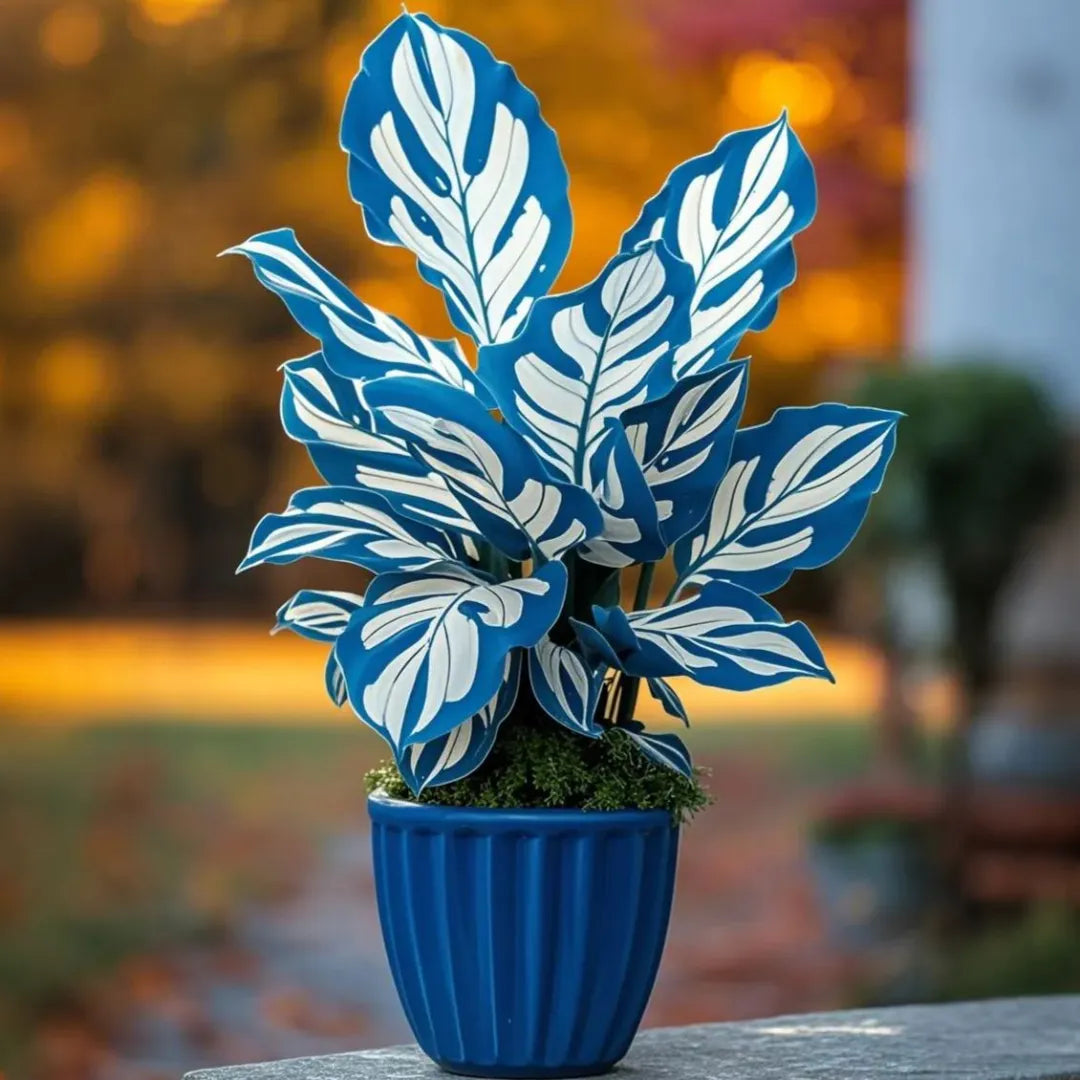 Midnight meteorite hosta Bulbs 🍃