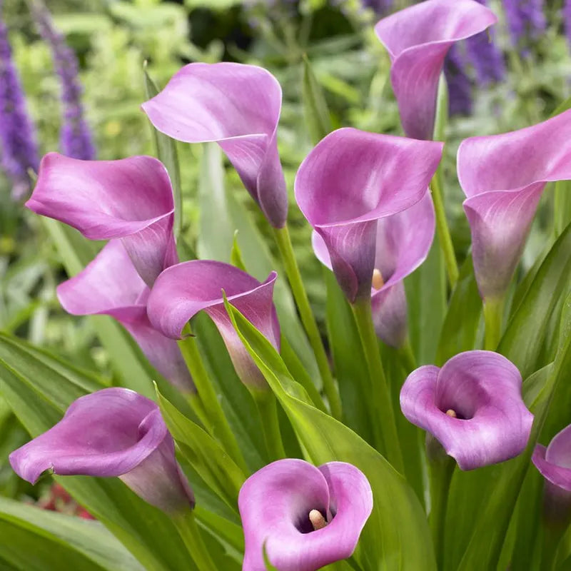 🌿 Easy-to-grow Calla Lily bulbs | Available in multiple colors and lasting bloom
