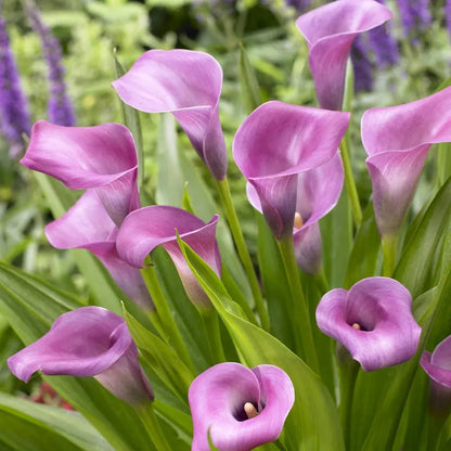 🌿 Easy-to-grow Calla Lily bulbs | Available in multiple colors and lasting bloom