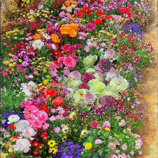 🔥 Latest varieties in 2026💐Mixed Perennial Flowers Seeds-Over 60 kinds mixed