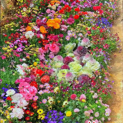 🔥 Latest varieties in 2026💐Mixed Perennial Flowers Seeds-Over 60 kinds mixed