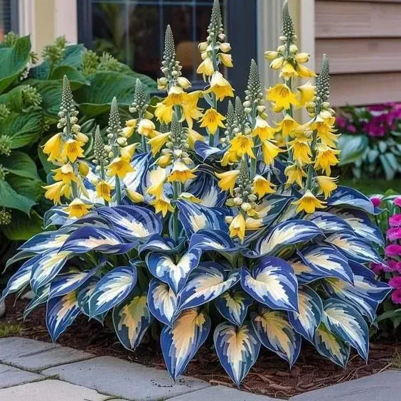 🎁2026 Special Offer🍃Rare Hosta Seeds🌿