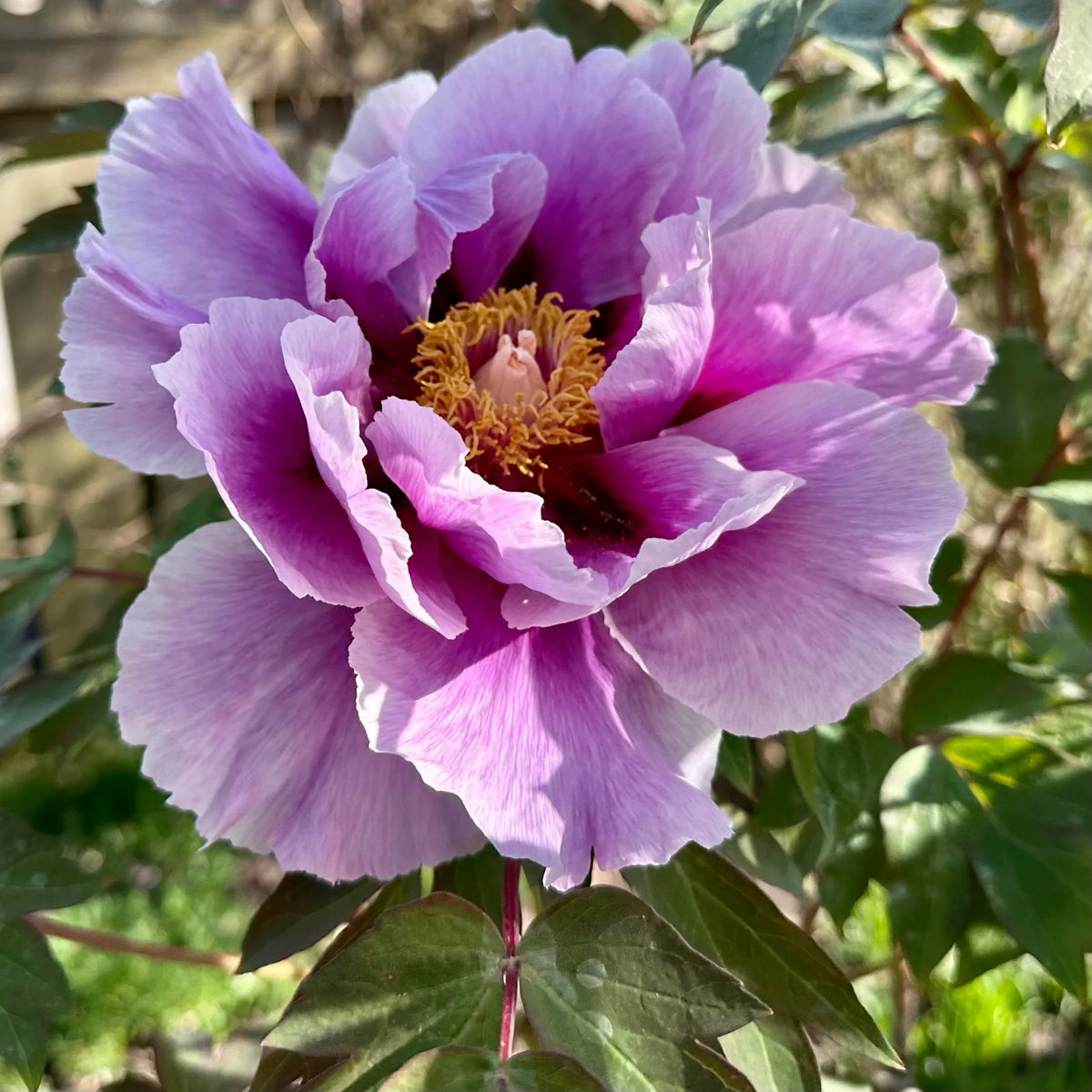 🌸 Peony Bulbs – Elegance in Every Bloom 🌸