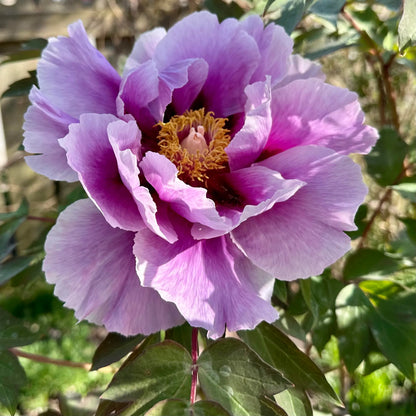 🌸 Peony Bulbs – Elegance in Every Bloom 🌸
