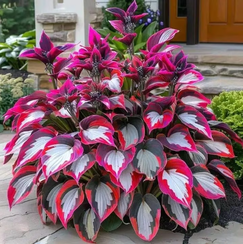 🎁2026 Special Offer🍃Rare Hosta Seeds🌿